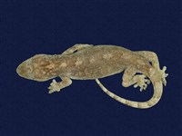 藏品(鉛山壁虎)的圖片